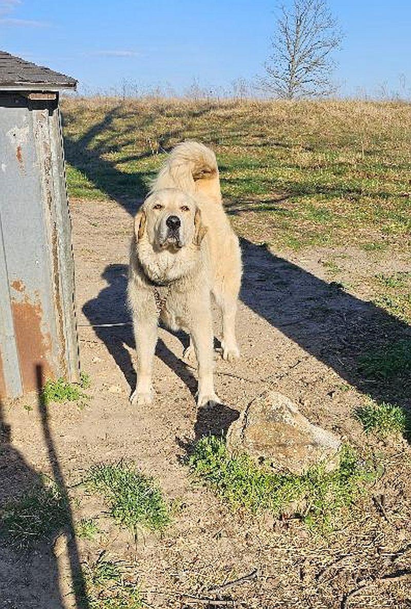 Cookie photo 1