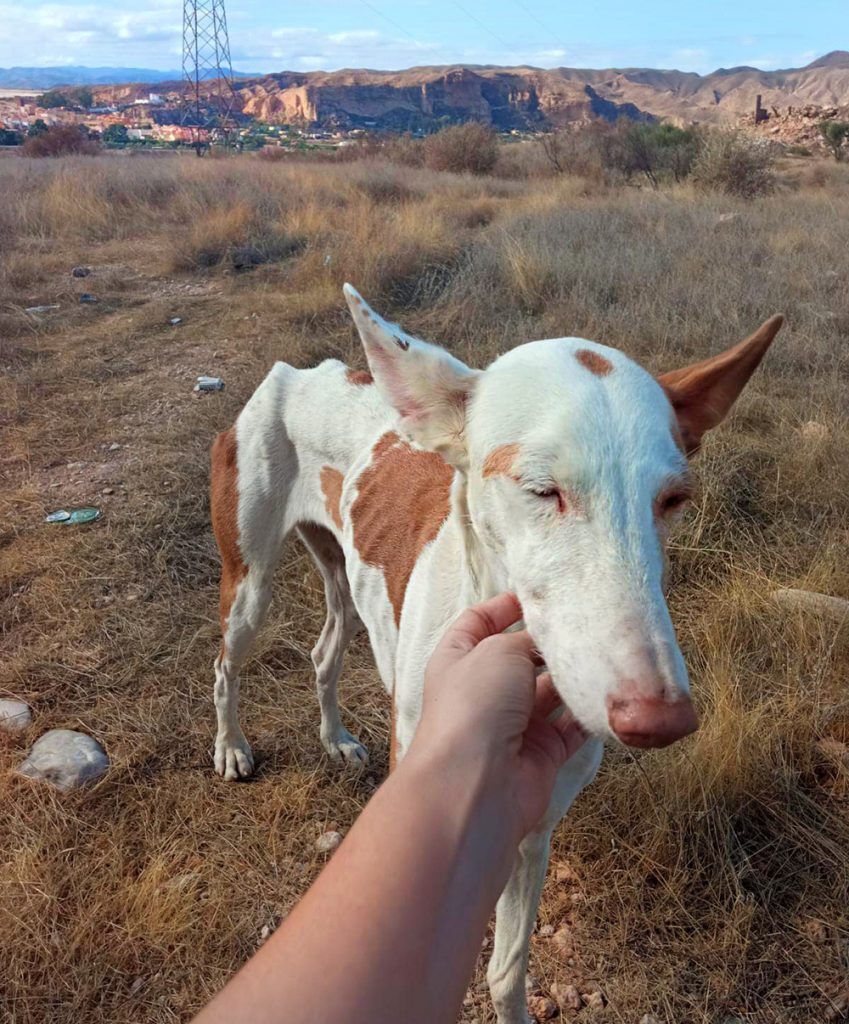 Moona!, Adopted, Young Male Portuguese Podengo.