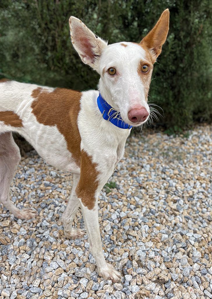 Moona!, a Adopted Portuguese Podengo in Winter Park, FL image 2/6