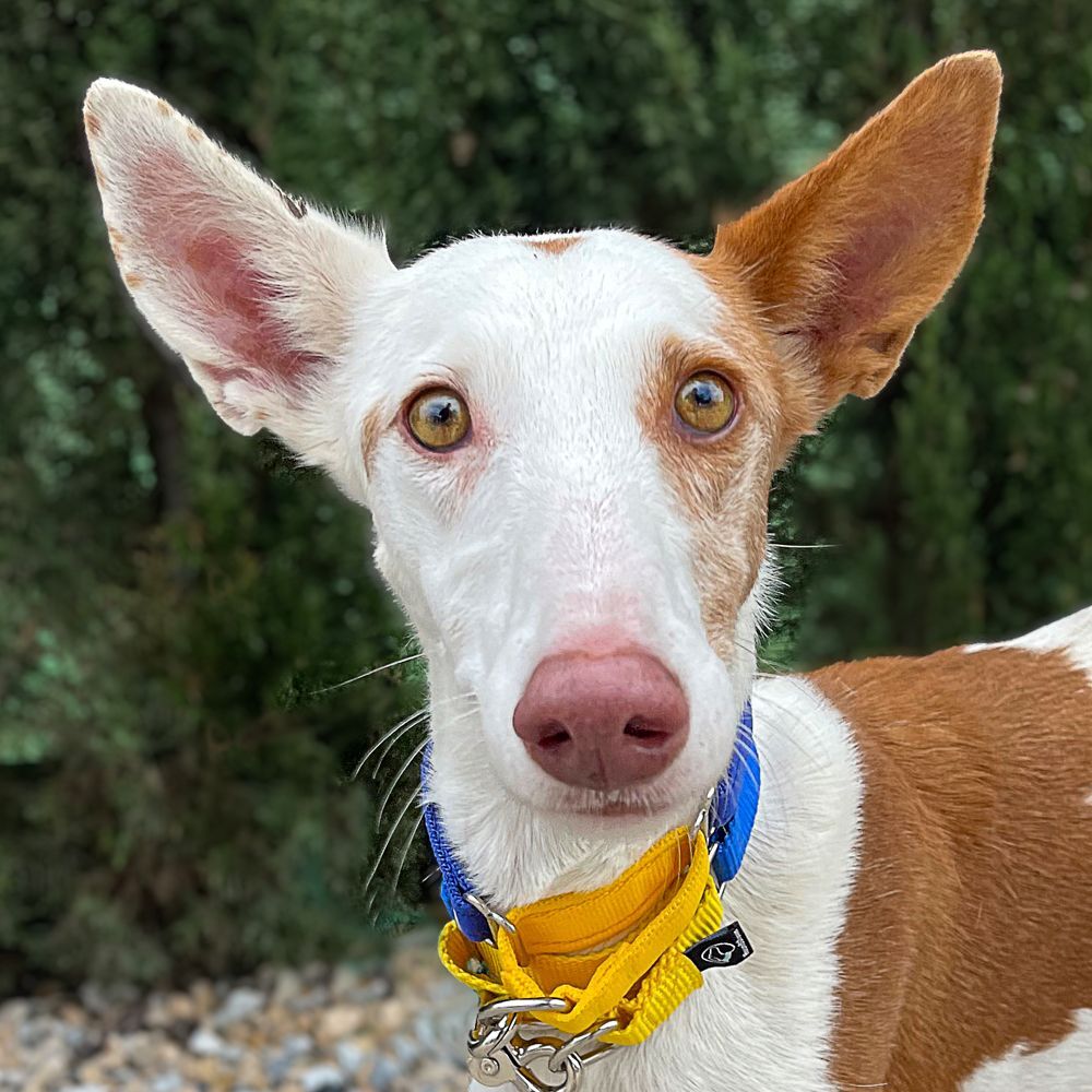 Moona!, a Adopted Portuguese Podengo in Winter Park, FL image 3/6