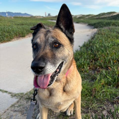 Enlarge CALI, a Adoptable mixed breed in Camarillo, CA image 1/2