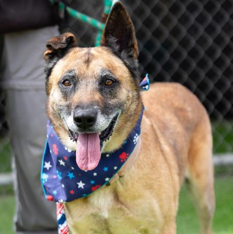 CALI, Adoptable, Adult Female German Shepherd Dog & Mixed Breed.