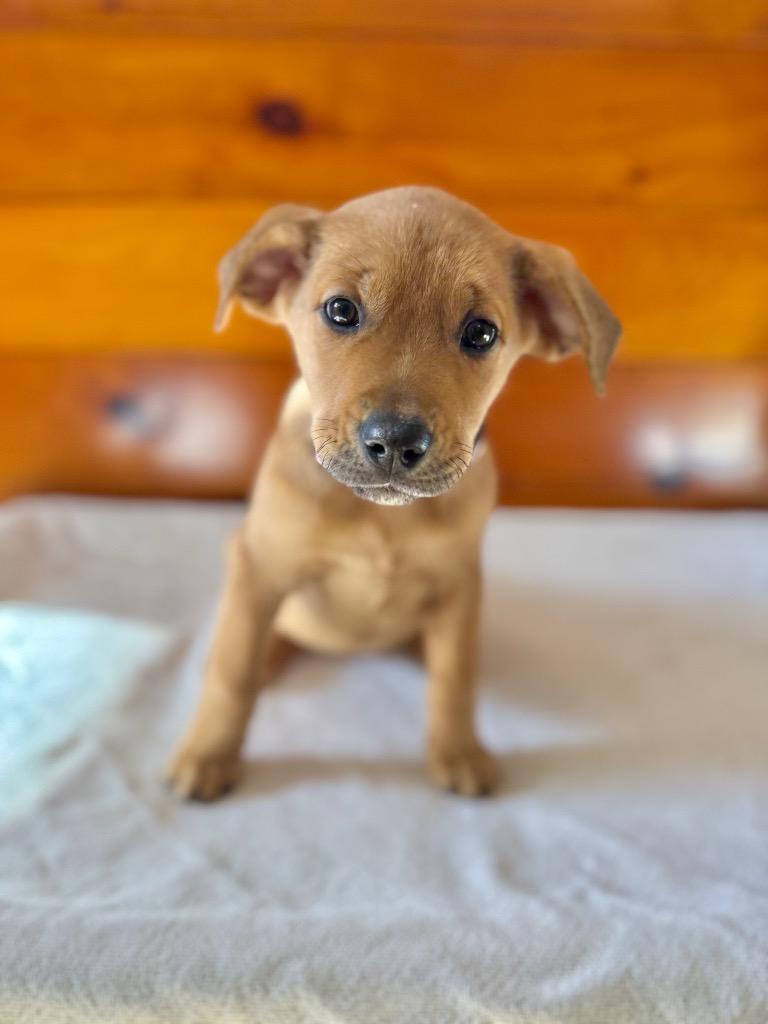 Billie, Adopted, Puppy Female Labrador Retriever & Mixed Breed.