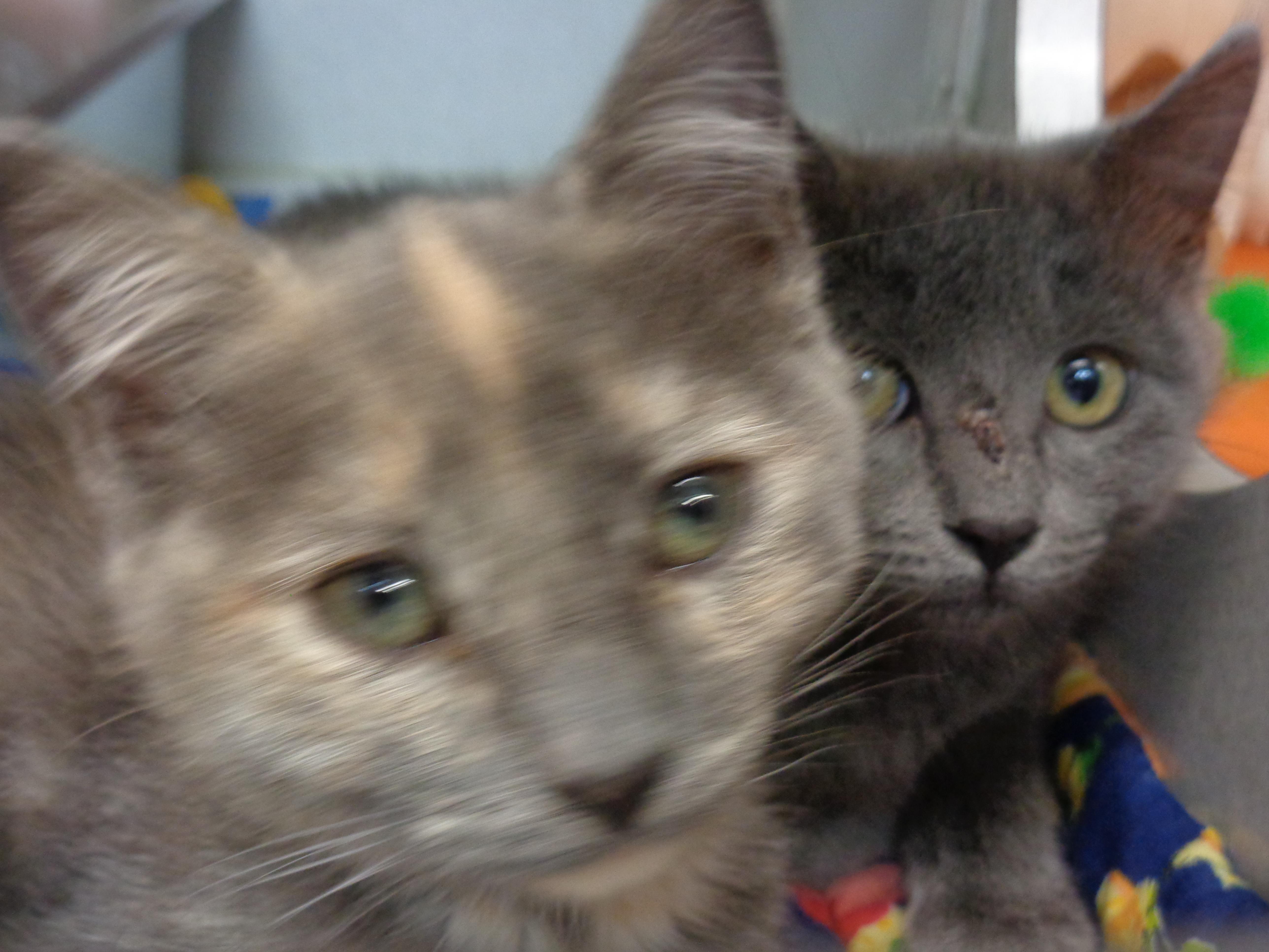 Enlarge DOGMA, a Adoptable Domestic Short Hair in Delhi, NY image 2/4