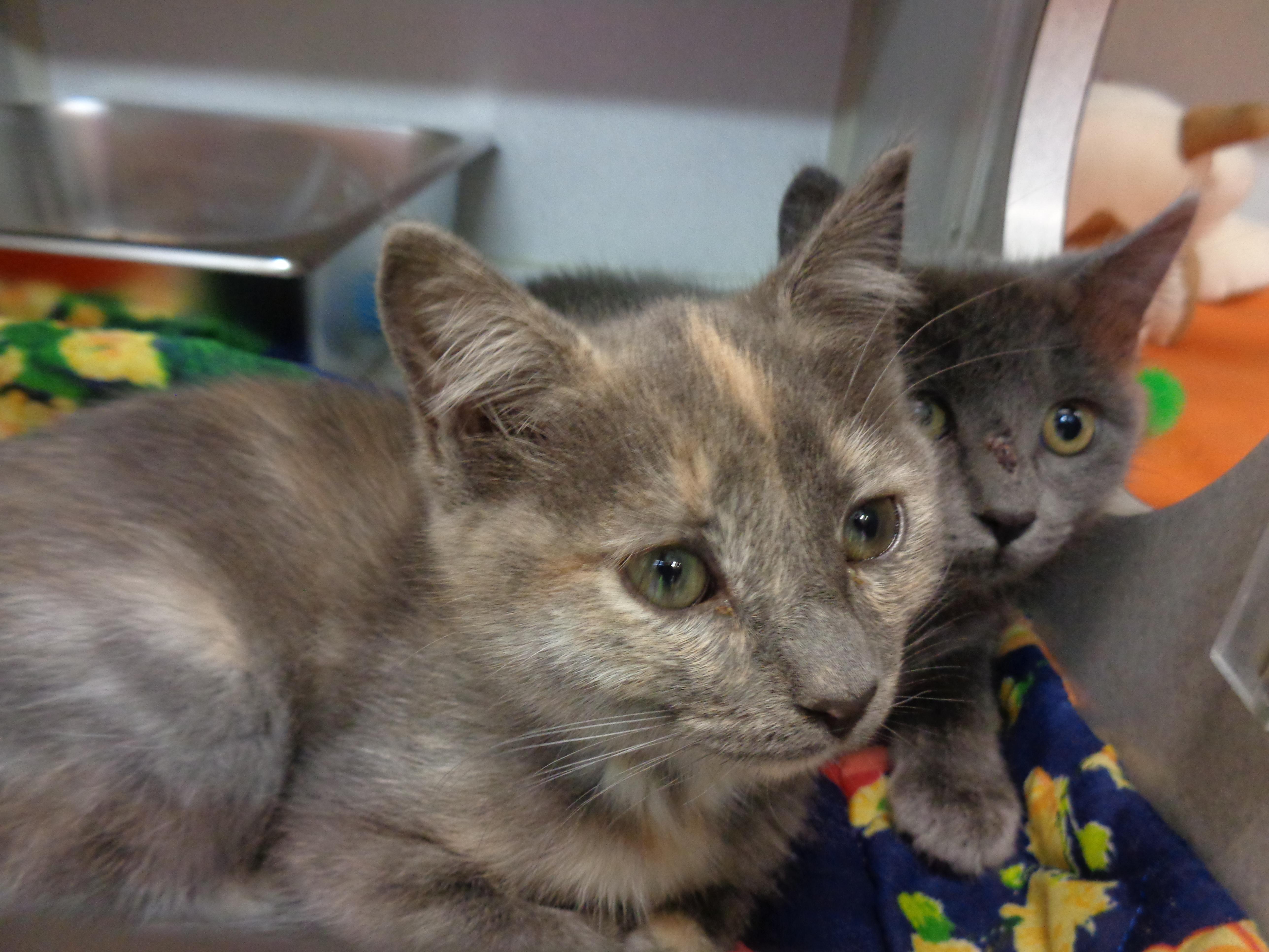 Enlarge DOGMA, a Adoptable Domestic Short Hair in Delhi, NY image 4/4