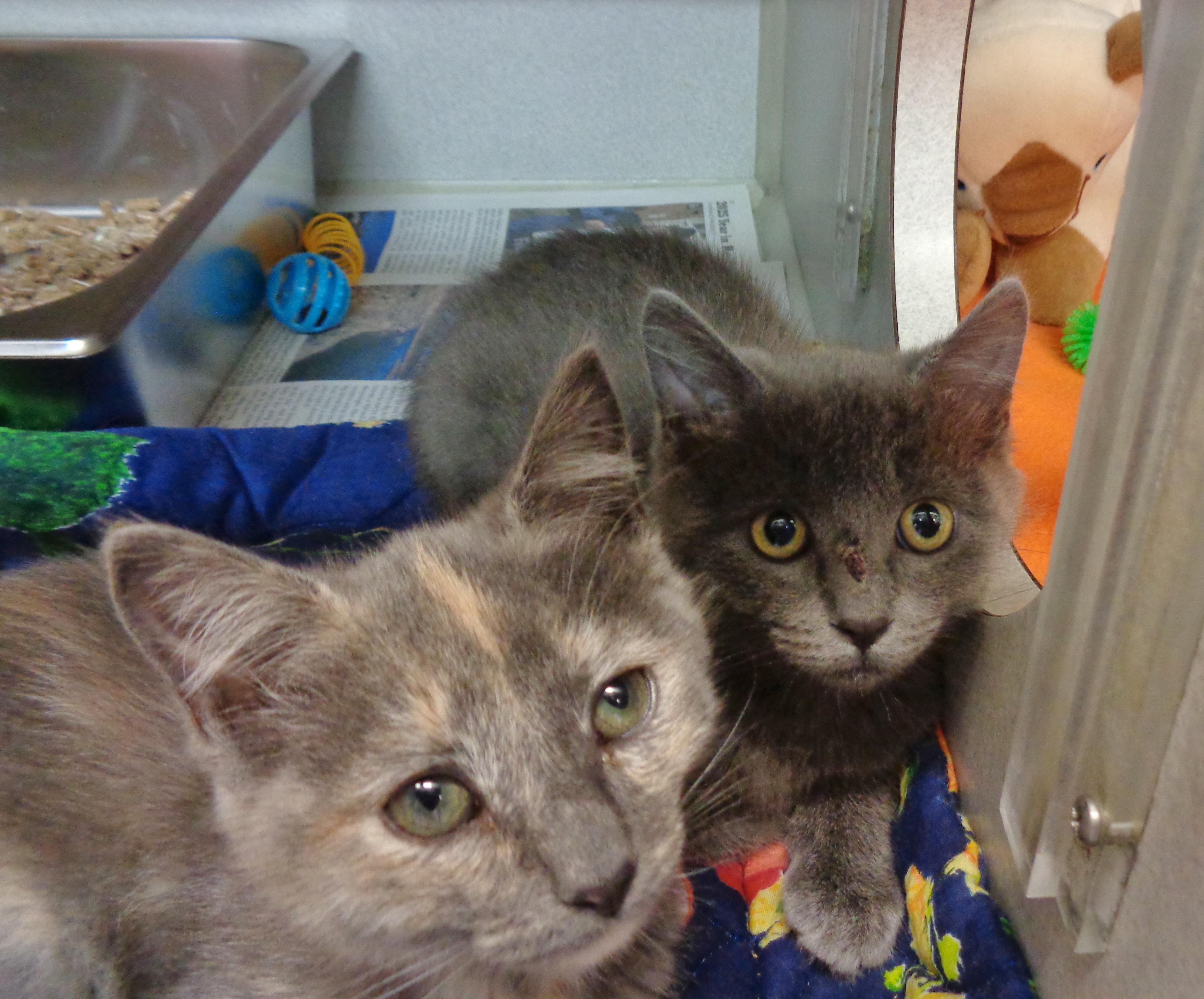 Enlarge DOGMA, a Adoptable Domestic Short Hair in Delhi, NY image 3/4
