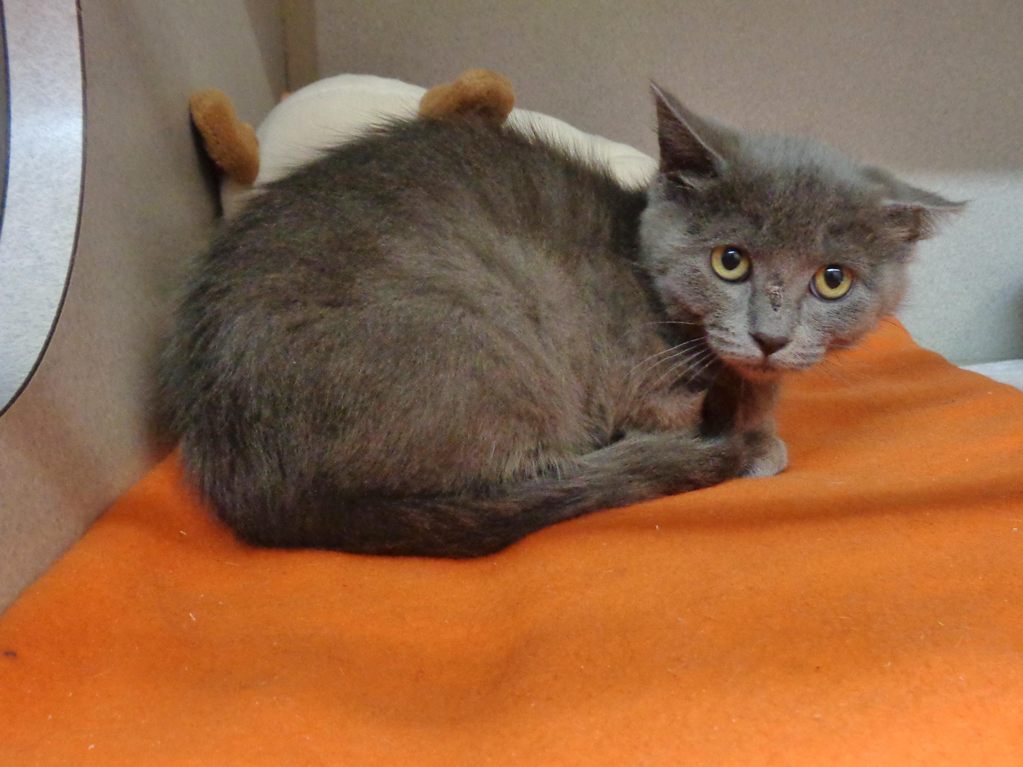 Enlarge DOGMA, a Adoptable Domestic Short Hair in Delhi, NY image 1/4