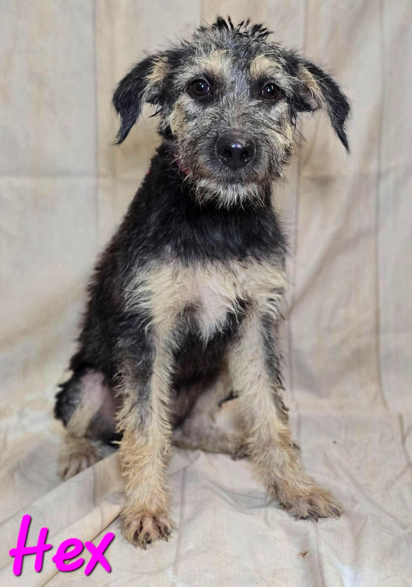 HEX 425, Adoptable, Young Female Terrier.