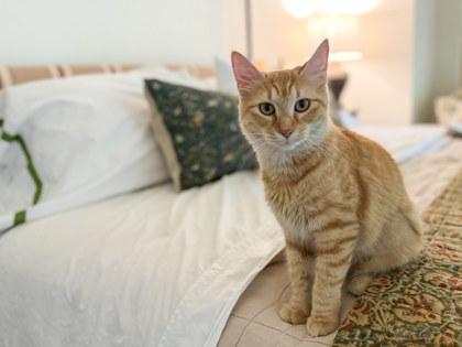 Tuna Turner, Adoptable, Kitten Female Domestic Medium Hair & Domestic Short Hair.