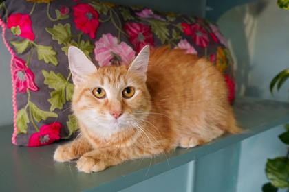 Tuna Turner, a Adoptable mixed breed in San Antonio, TX image 3/3