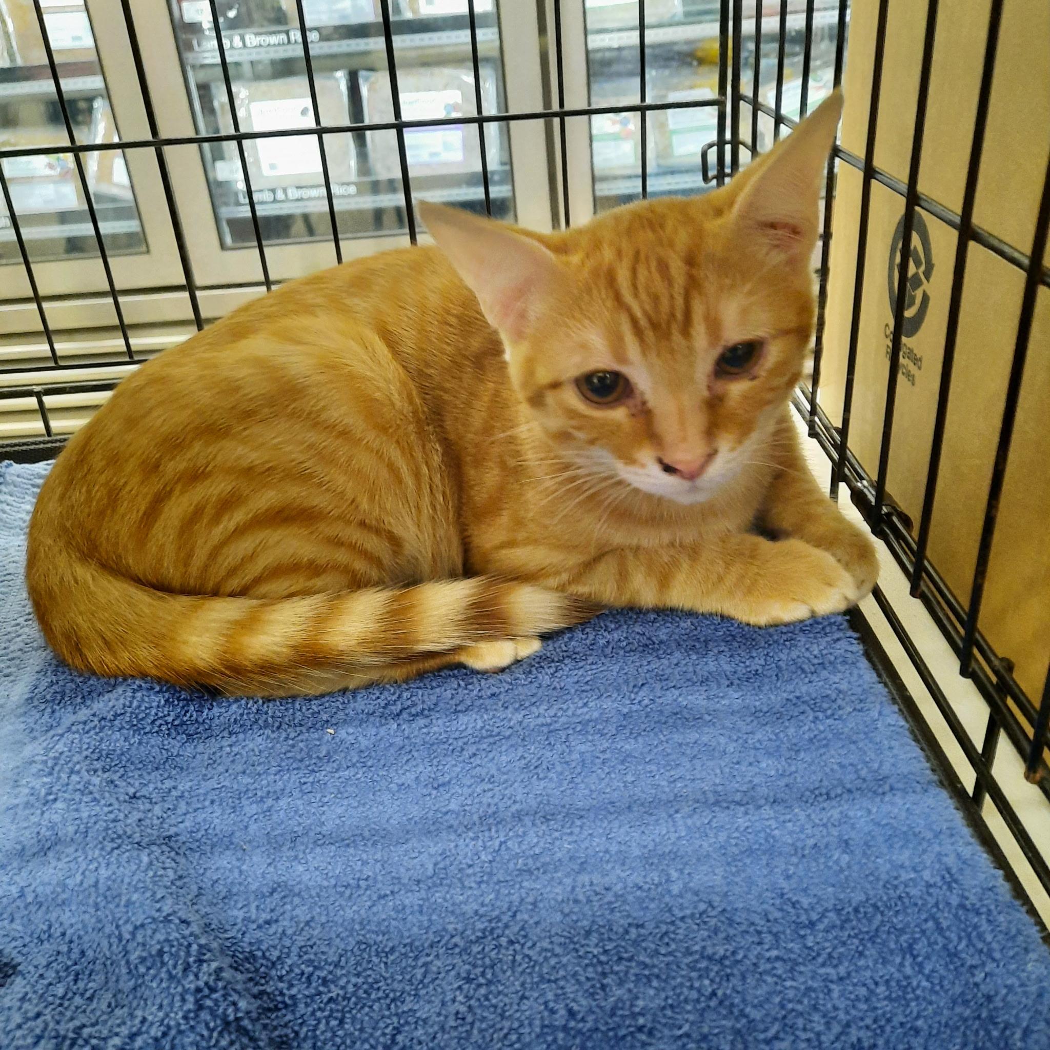 Sunkist, Adoptable, Young Male Domestic Short Hair.