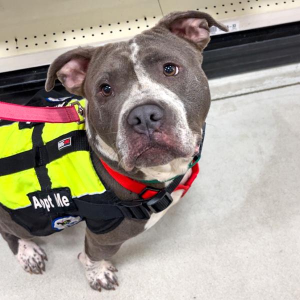 Doug Dimmadome, Adoptable, Adult Male Pit Bull Terrier.