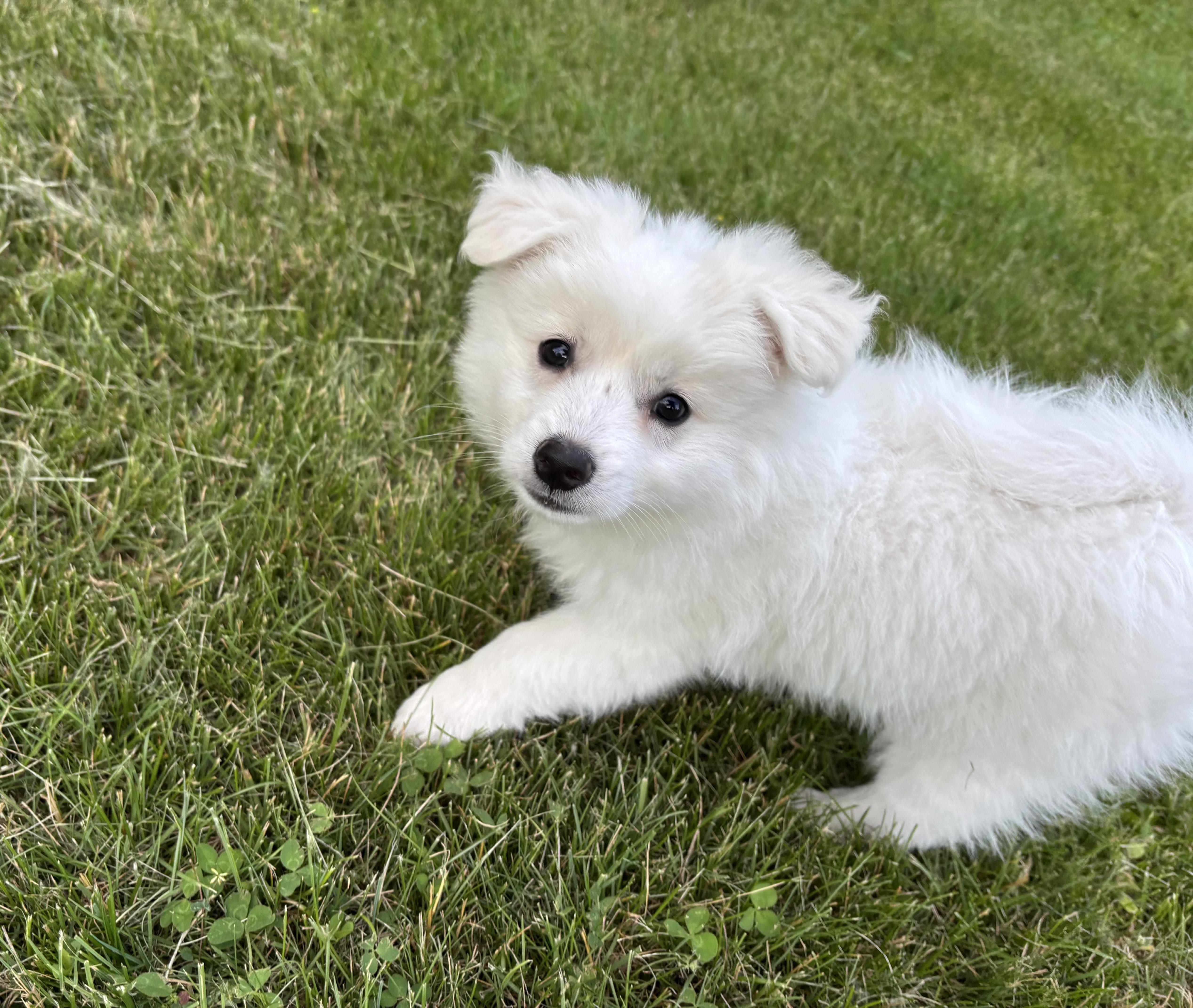 Snowy and Frost, ADOPTABLE, Puppy Female American Eskimo Dog.