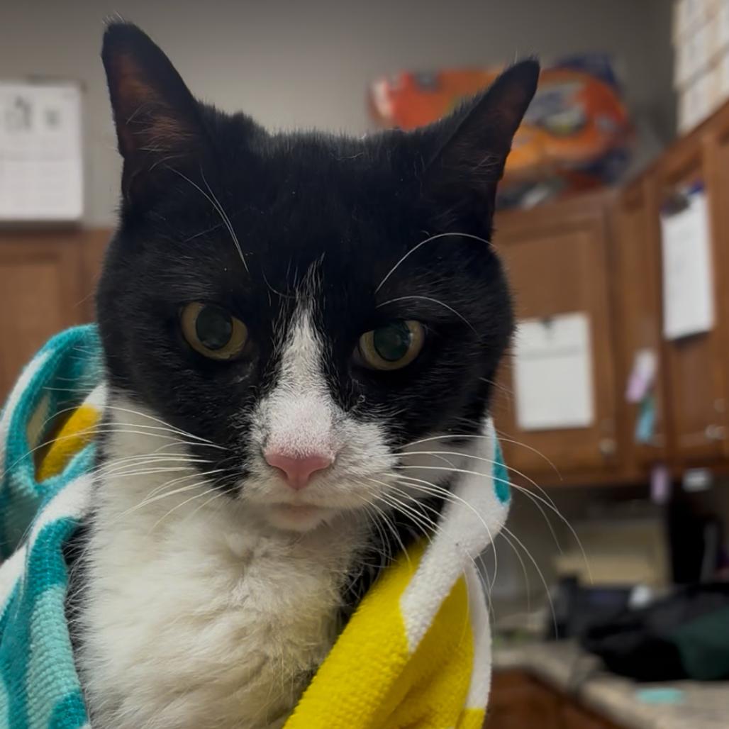 Agnes - 030606U, Adoptable, Senior Female Domestic Short Hair.