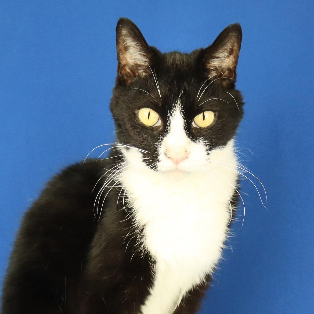 Enlarge Agnes - 030606U, a Adoptable Domestic Short Hair in Tupelo, MS image 2/2