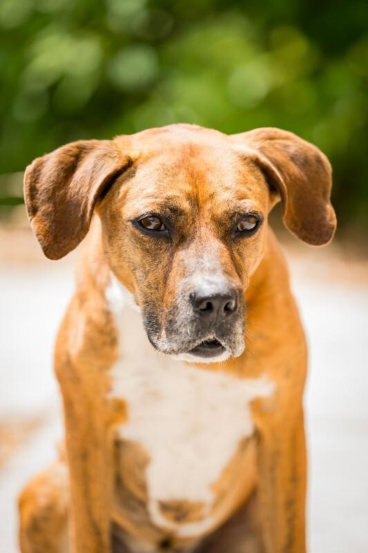 Foxx, Adoptable, Adult Male Plott Hound & Mixed Breed.