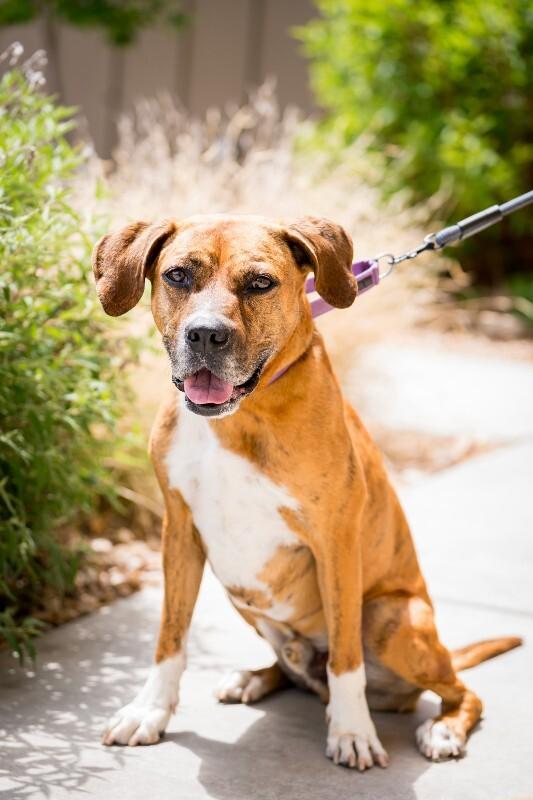 Foxx, a Adoptable mixed breed in Fort Collins, CO image 2/6
