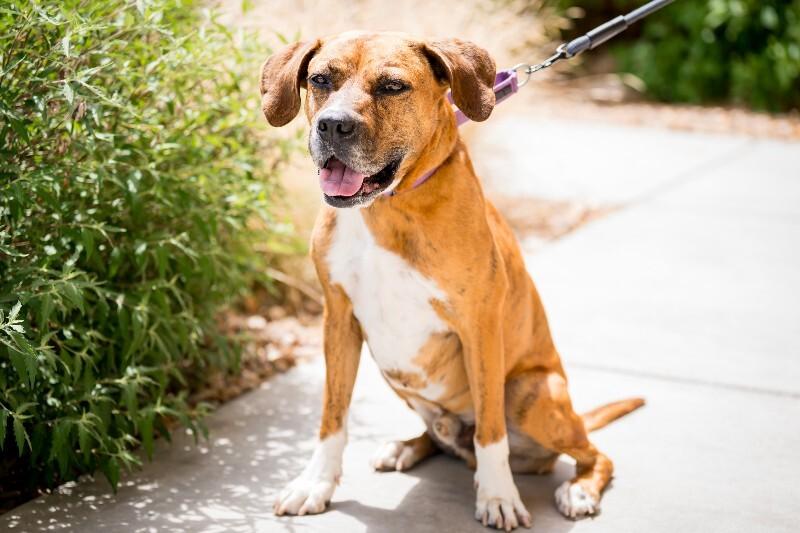 Foxx, a Adoptable mixed breed in Fort Collins, CO image 3/6
