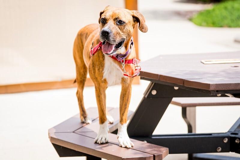 Foxx, a Adoptable mixed breed in Fort Collins, CO image 4/6