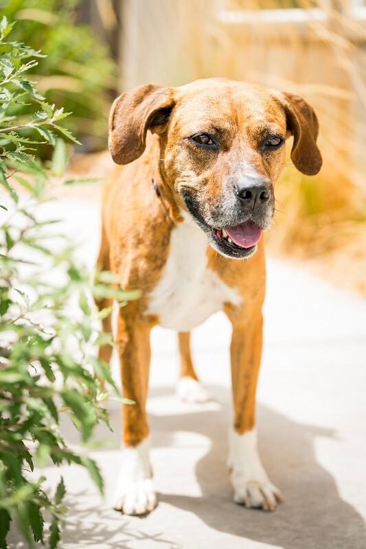 Foxx, a Adoptable mixed breed in Fort Collins, CO image 5/6