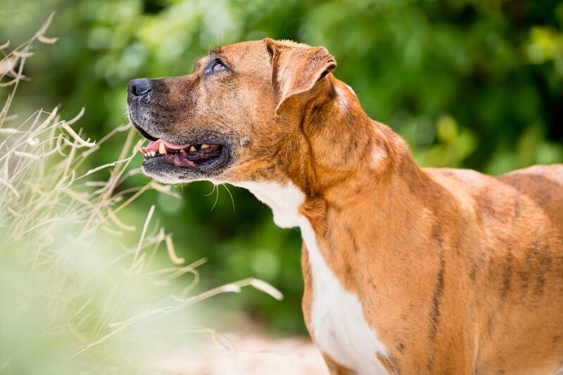 Foxx, a Adoptable mixed breed in Fort Collins, CO image 6/6