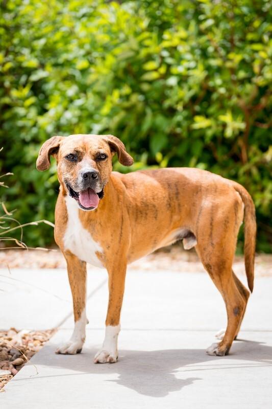 Enlarge Foxx, a Adoptable mixed breed in Fort Collins, CO image 6/6