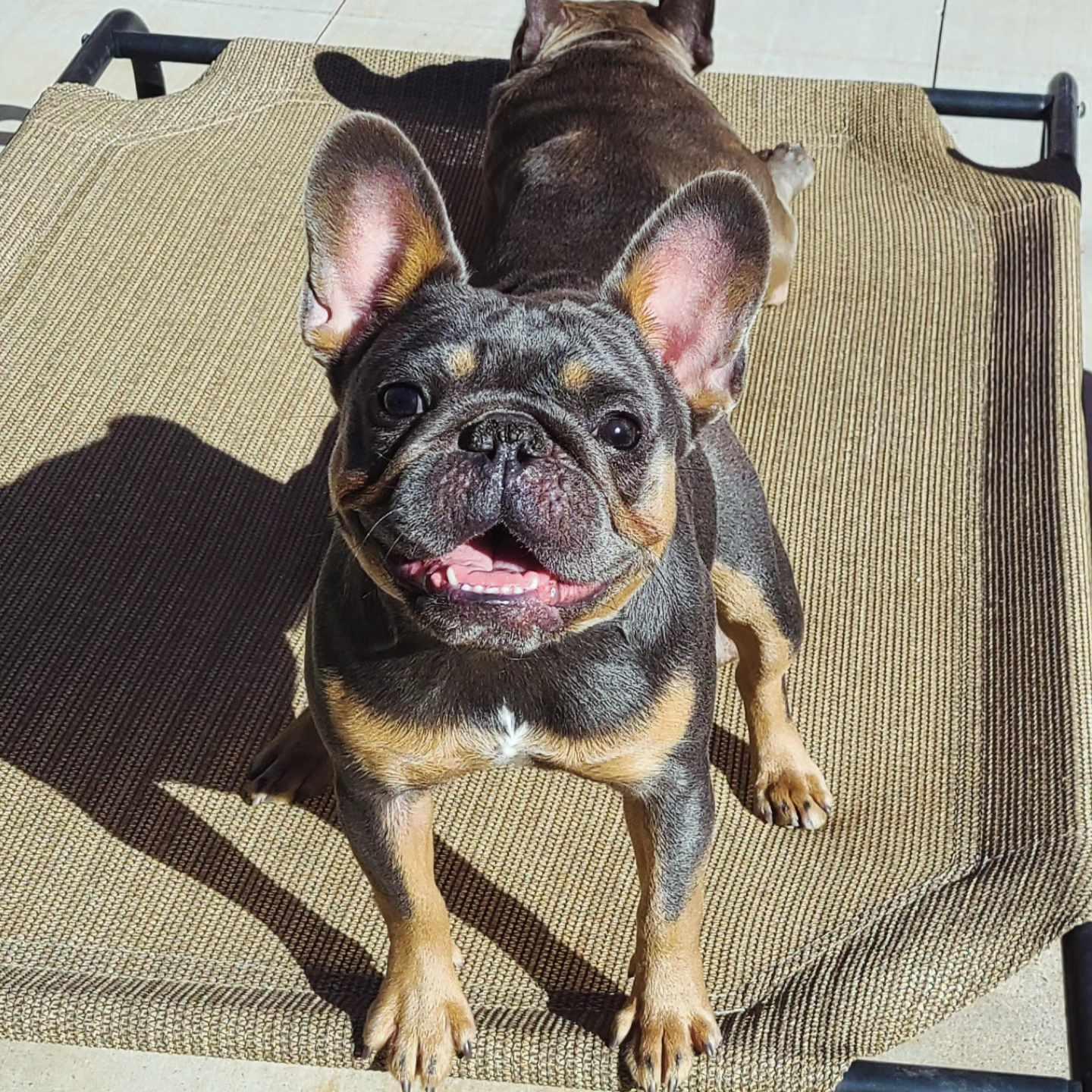 Penelope, an adoptable French Bulldog in San Tan Valley, AZ image 1/3