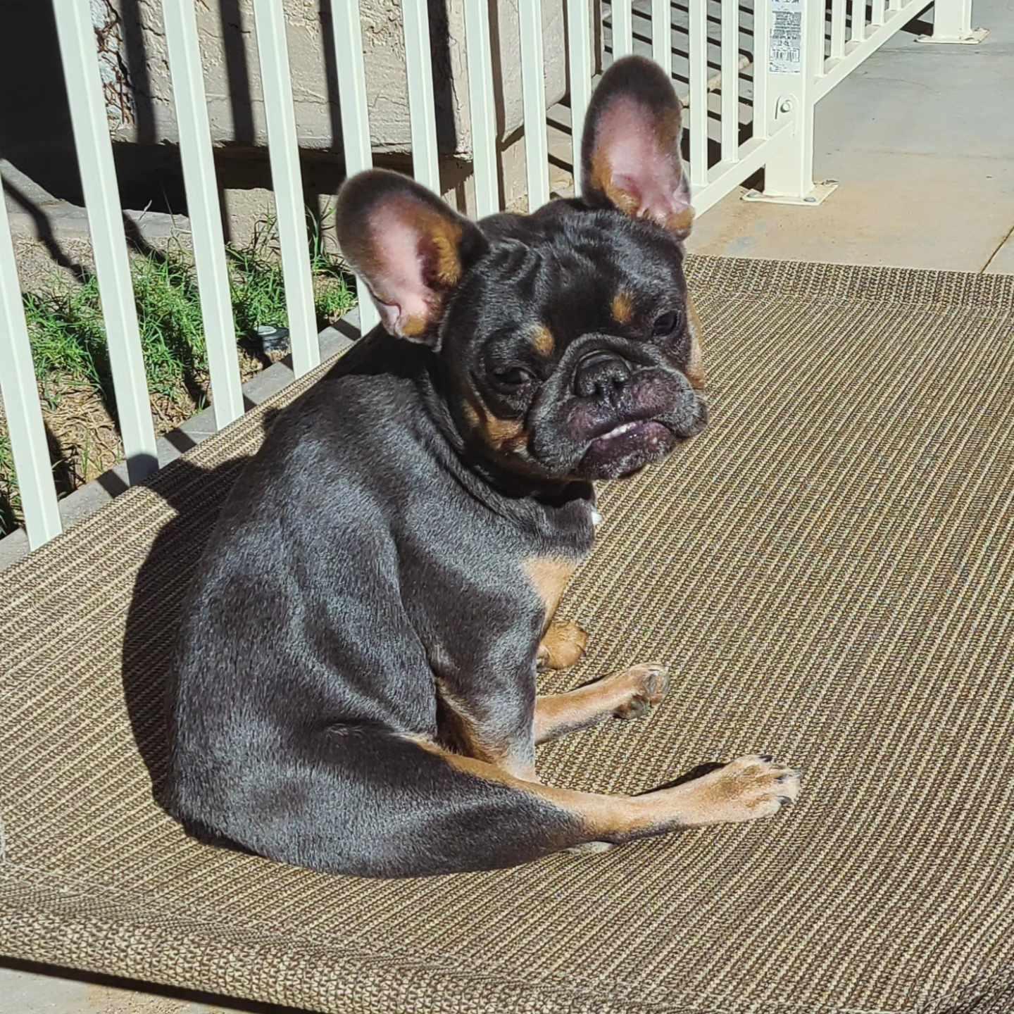 Penelope, an adoptable French Bulldog in San Tan Valley, AZ image 2/3