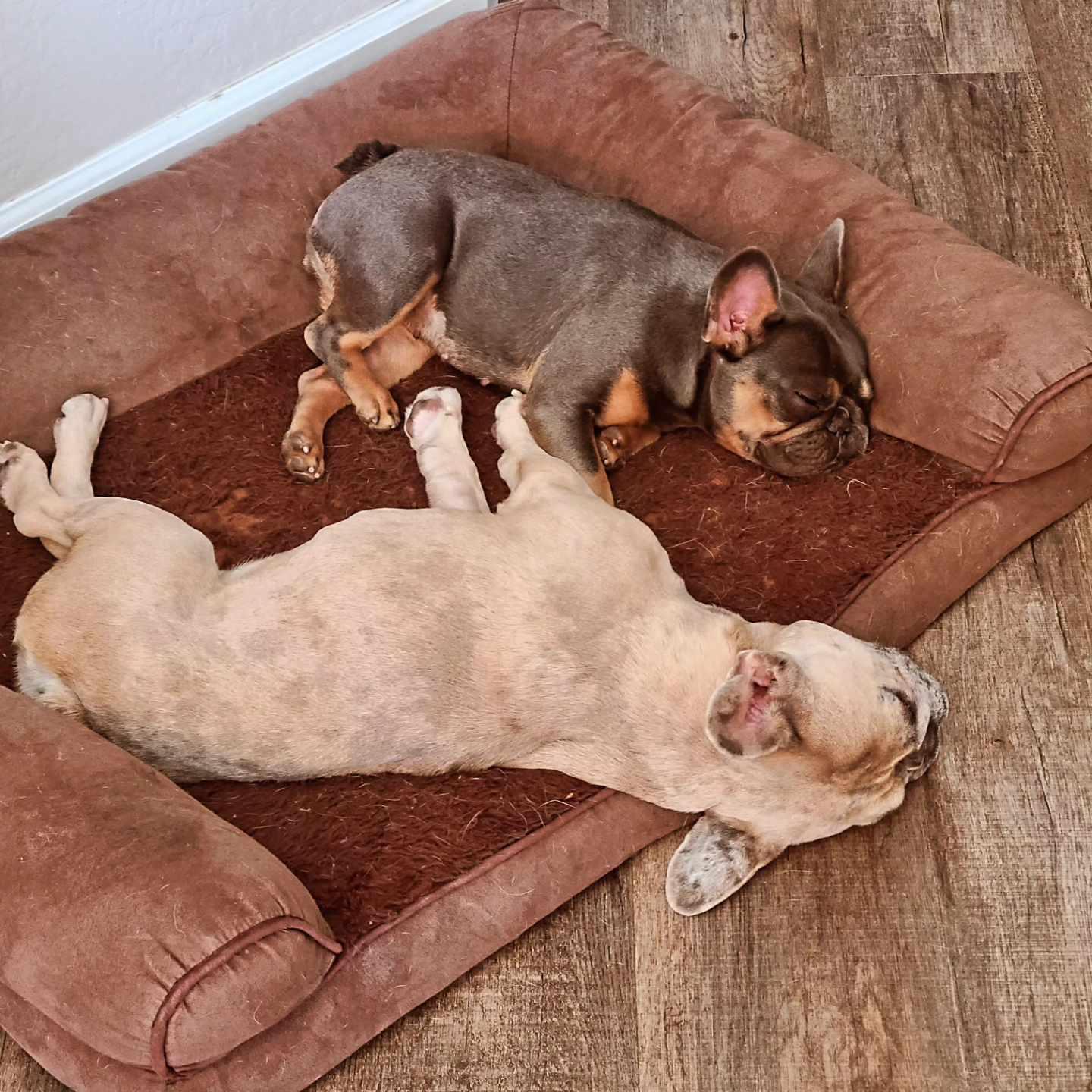 Penelope, an adoptable French Bulldog in San Tan Valley, AZ image 3/3