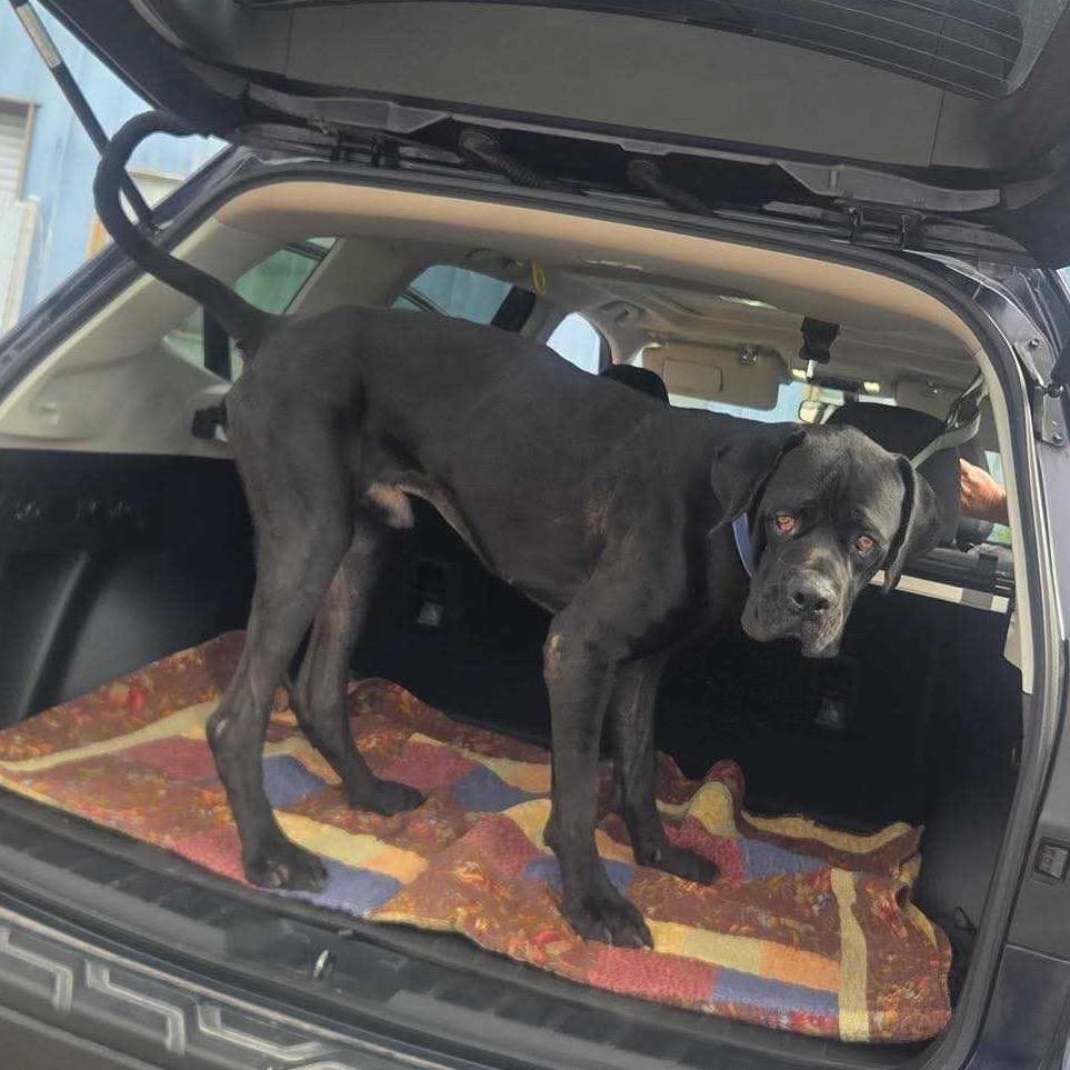 Tiny Tim, Adoptable, Adult Male Cane Corso.
