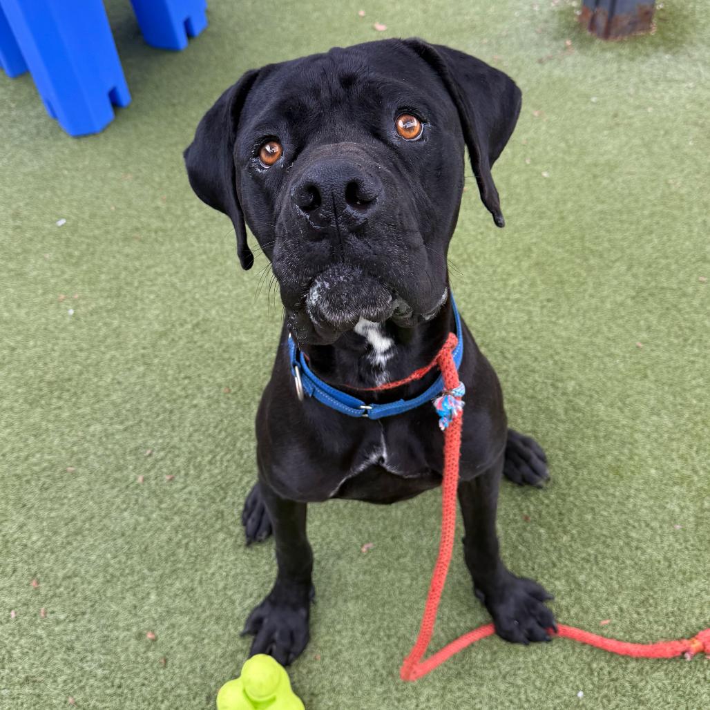 Enlarge Tiny Tim, a Adoptable Cane Corso in Apache Junction, AZ image 2/5