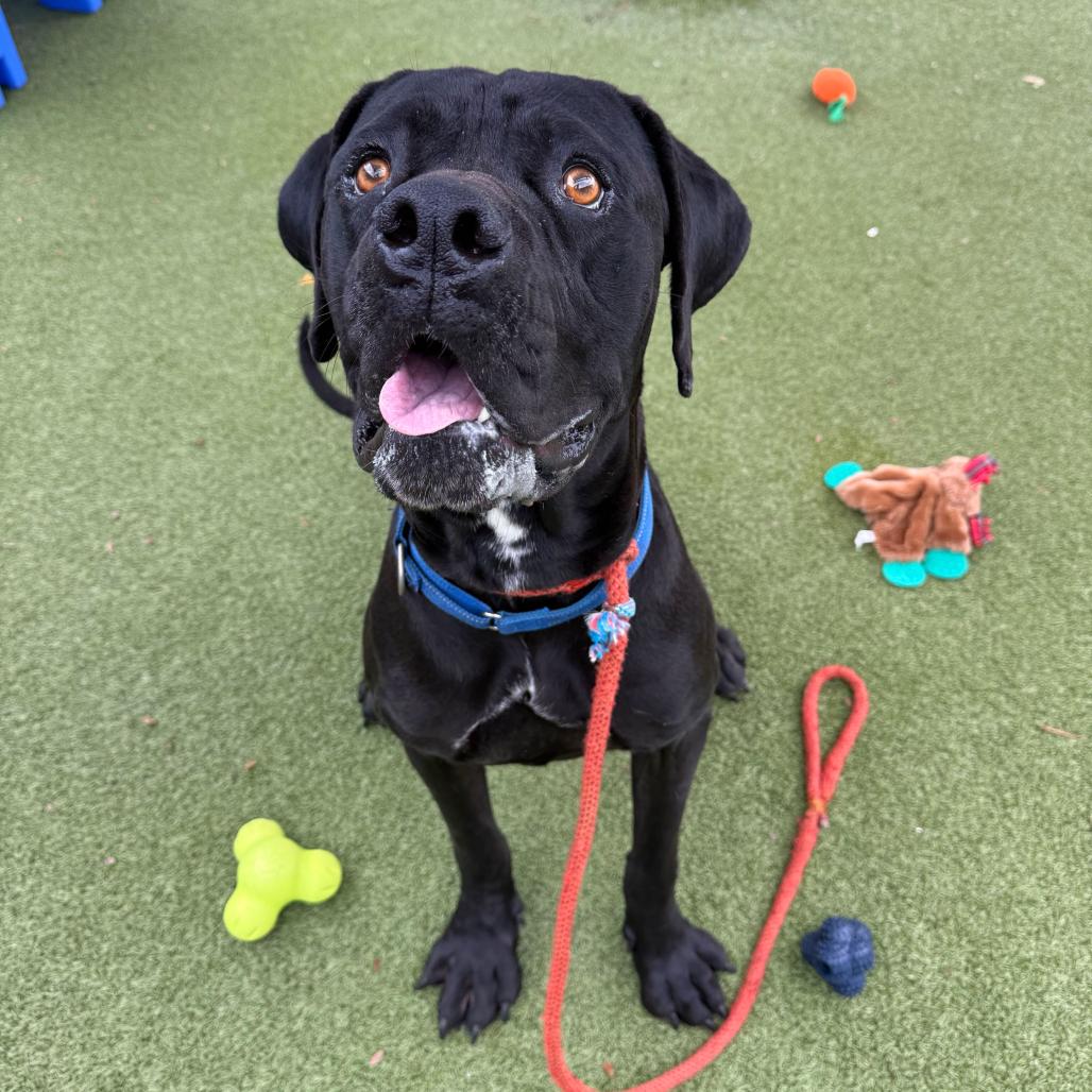 Enlarge Tiny Tim, a Adoptable Cane Corso in Apache Junction, AZ image 3/5