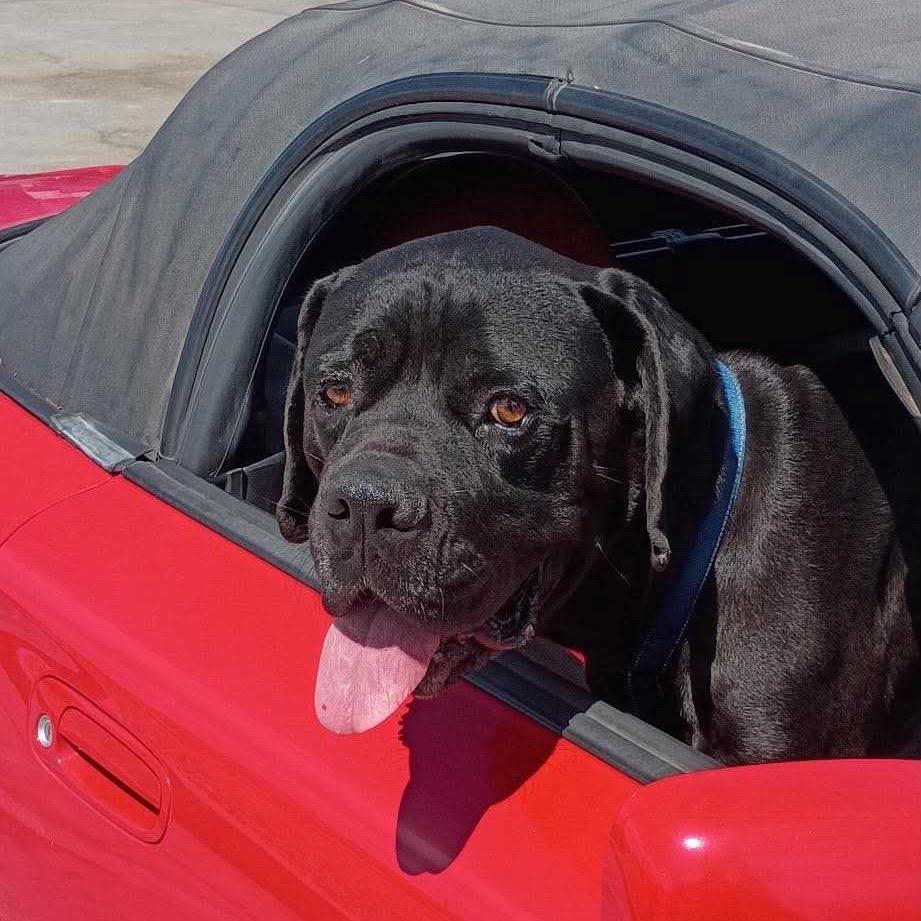 Enlarge Tiny Tim, a Adoptable Cane Corso in Apache Junction, AZ image 4/5