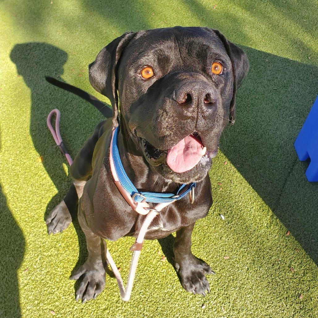 Enlarge Tiny Tim, a Adoptable Cane Corso in Apache Junction, AZ image 5/5