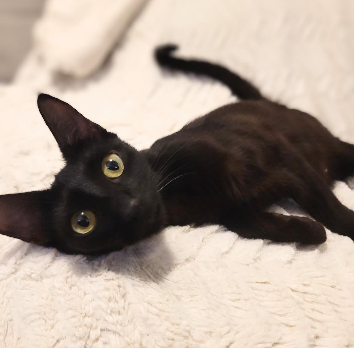 Enlarge Stella (Bubba’s Litter), an adoption pending mixed breed in Charlottesville, VA image 1/5