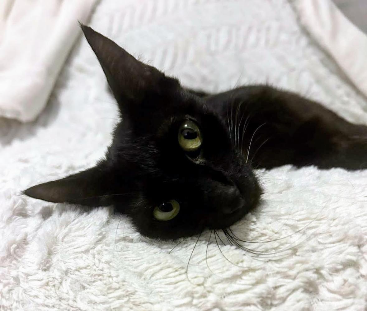 Enlarge Stella (Bubba’s Litter), an adoption pending mixed breed in Charlottesville, VA image 2/5