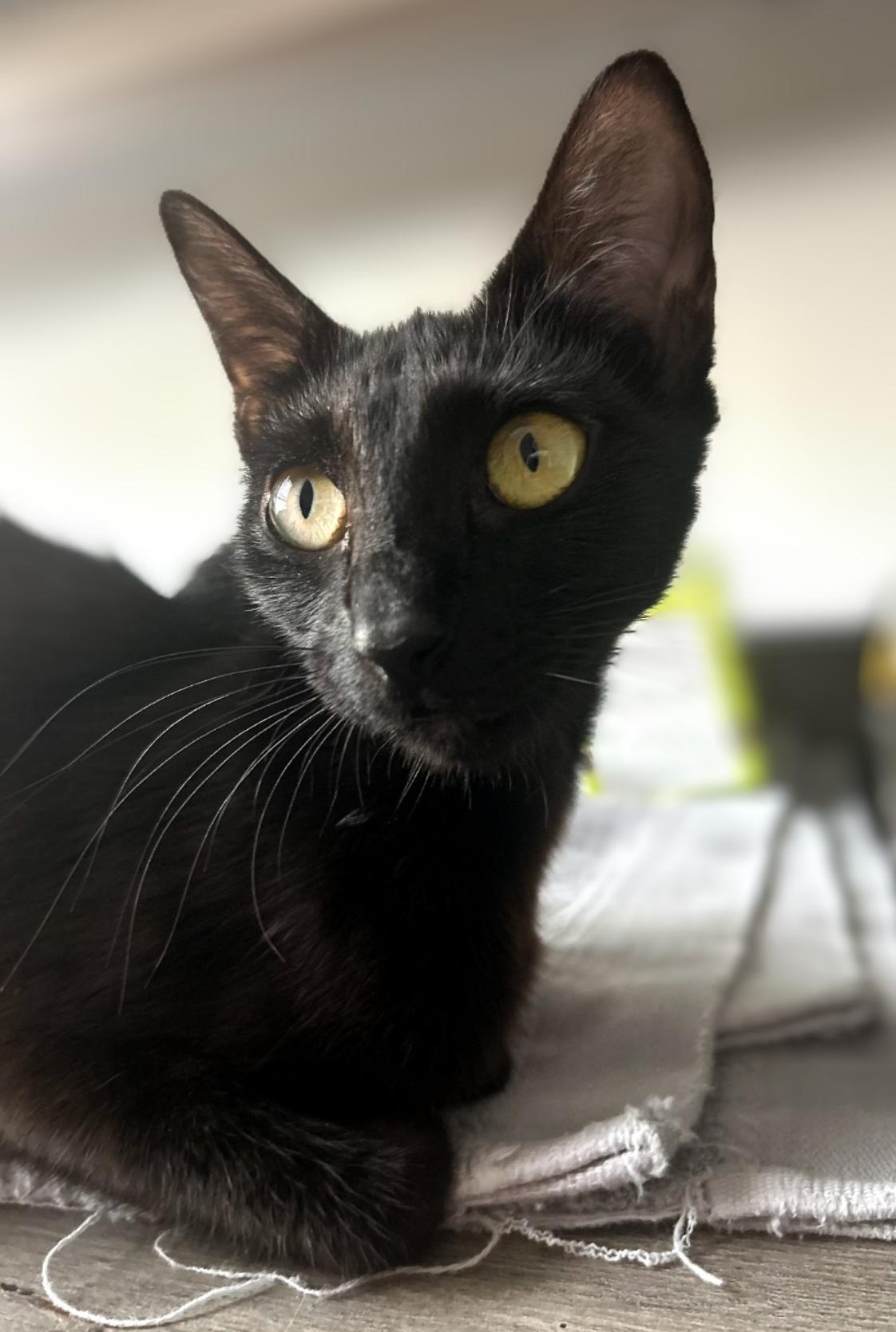 Enlarge Stella (Bubba’s Litter), an adoption pending mixed breed in Charlottesville, VA image 3/5