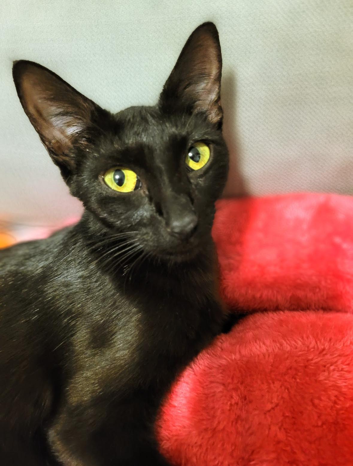 Enlarge Stella (Bubba’s Litter), an adoption pending mixed breed in Charlottesville, VA image 5/5