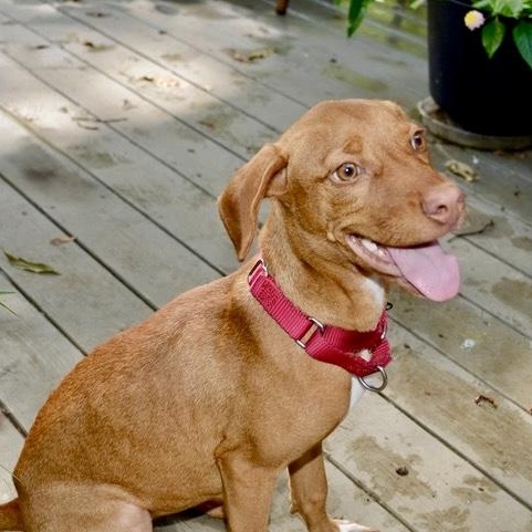 Enlarge Ginger, a Adoptable mixed breed in Kalamazoo , MI image 4/6