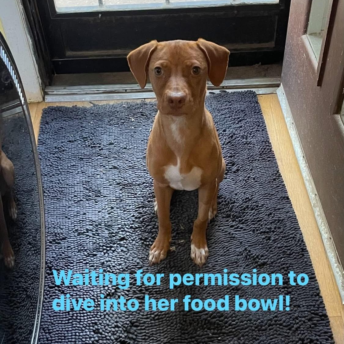 Enlarge Ginger, a Adoptable mixed breed in Kalamazoo , MI image 5/6