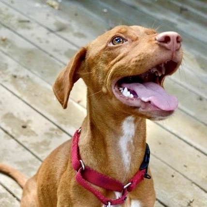 Enlarge Ginger, a Adoptable mixed breed in Kalamazoo , MI image 2/6