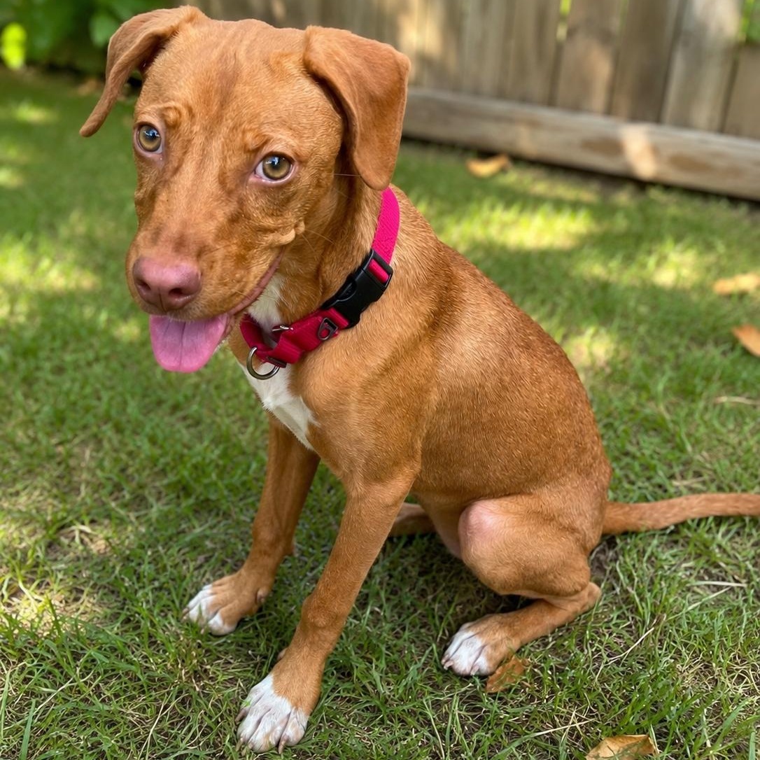Ginger, Adoptable, Puppy Female Vizsla.