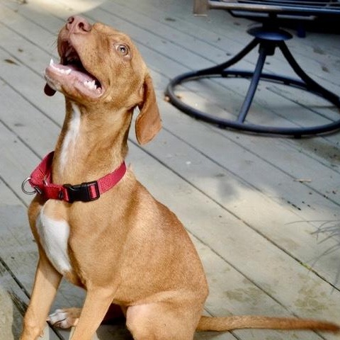 Enlarge Ginger, a Adoptable mixed breed in Kalamazoo , MI image 3/6