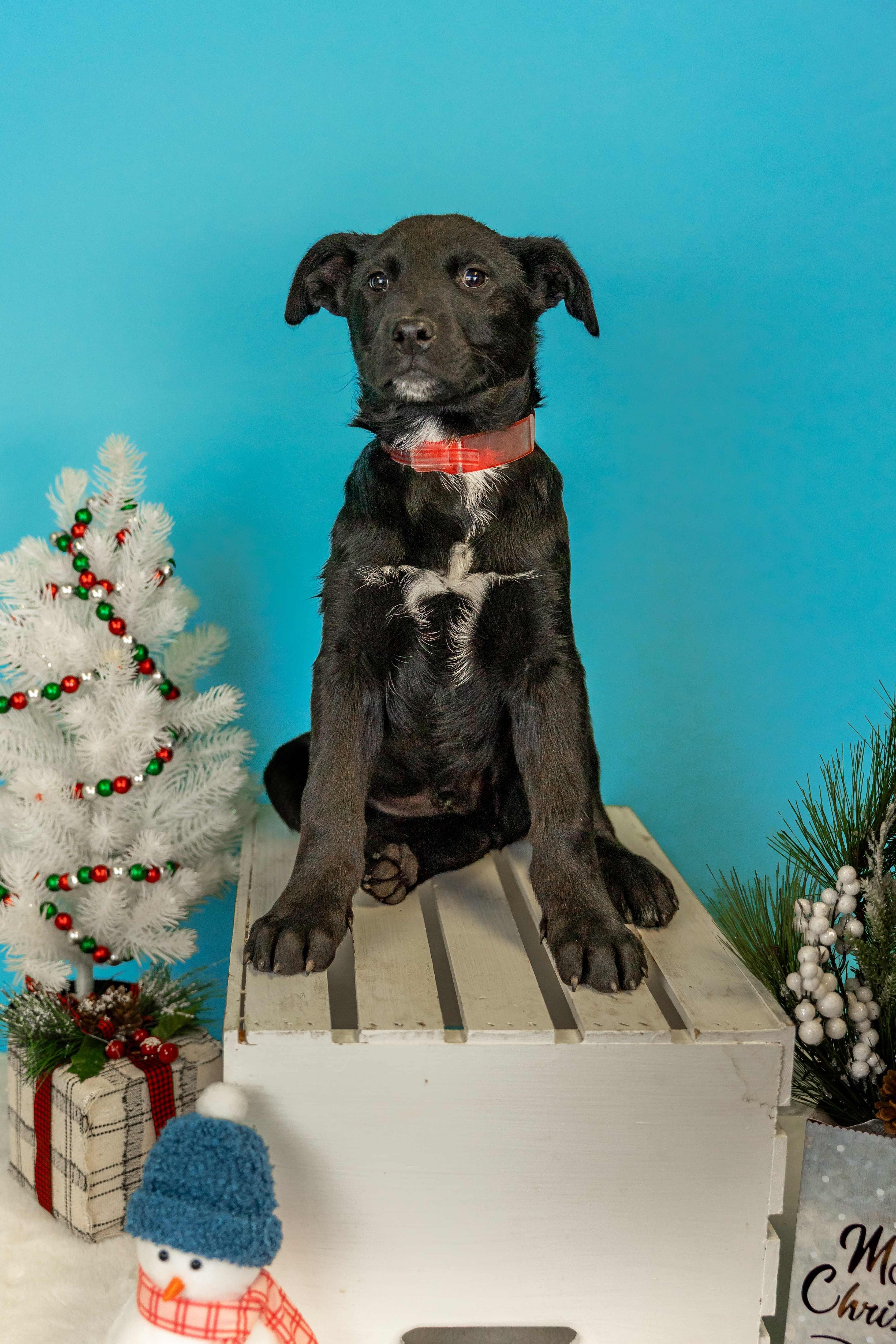 1076-25, ADOPTABLE, Young Male Labrador Retriever.