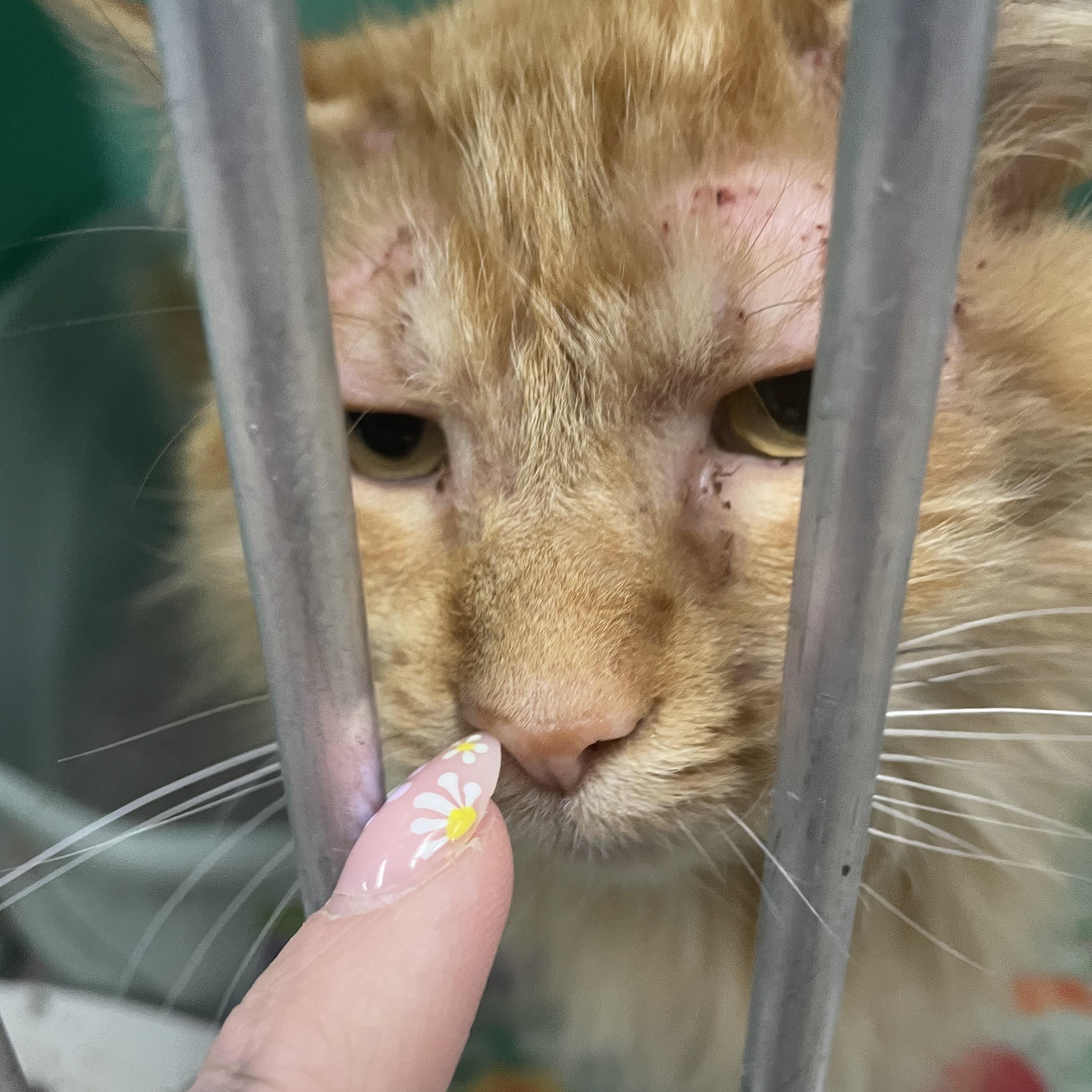 Enlarge Frankie, a Adopted Domestic Medium Hair in Holly, MI image 3/6