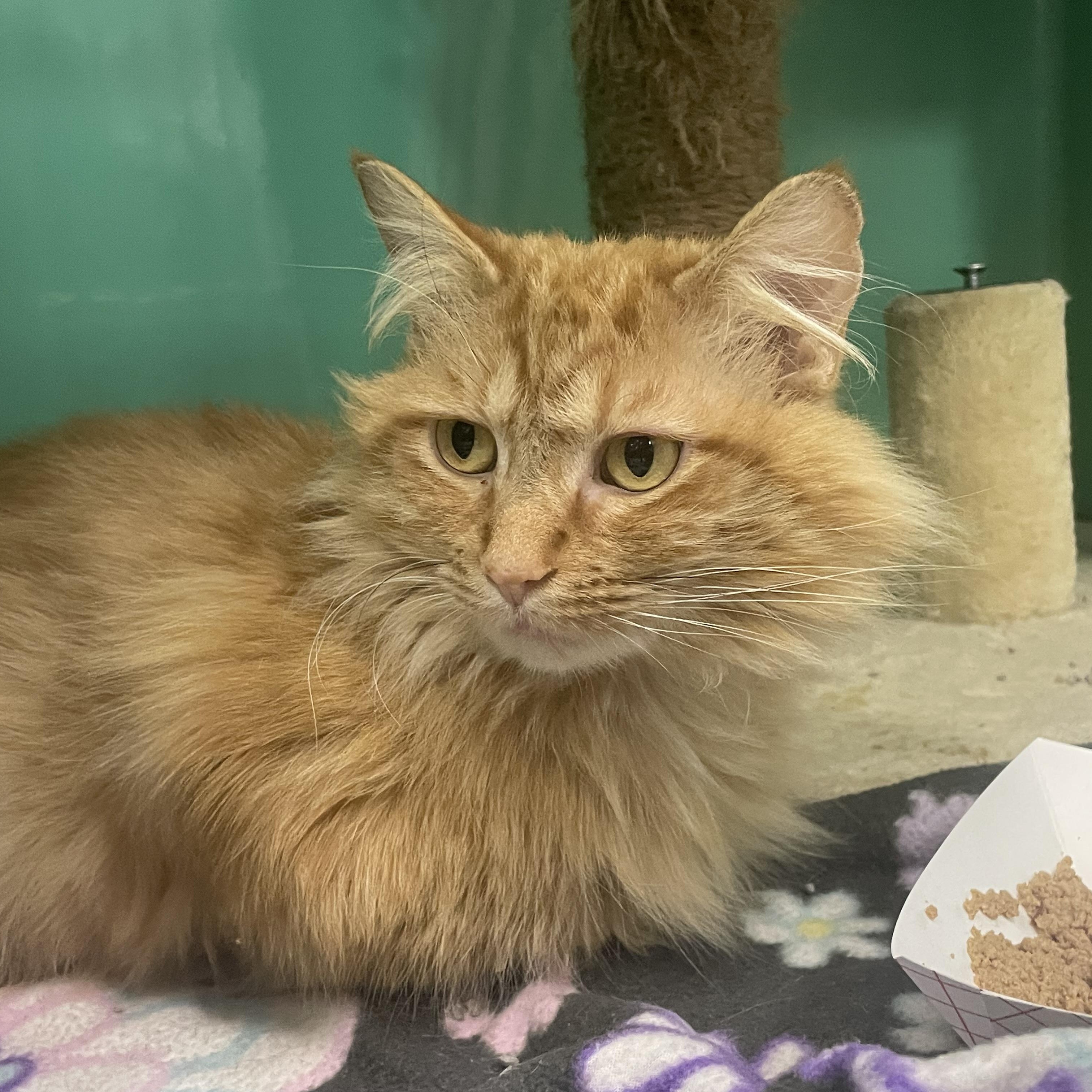 Enlarge Frankie, a Adopted Domestic Medium Hair in Holly, MI image 5/6