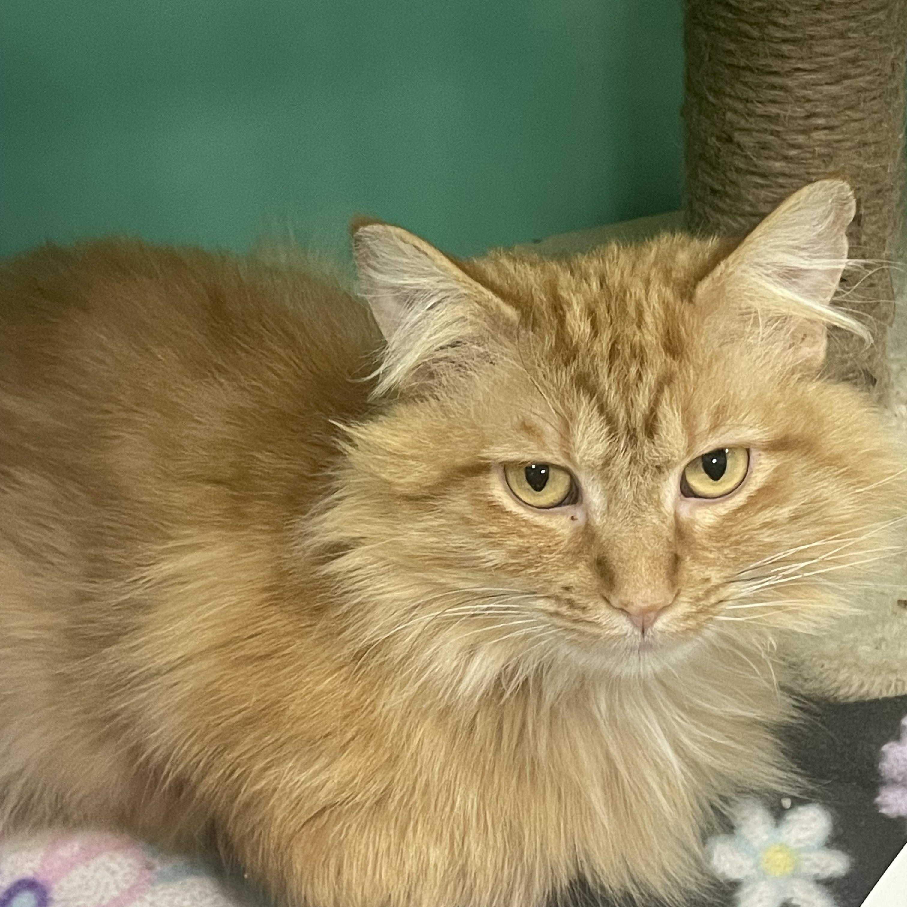 Enlarge Frankie, a Adopted Domestic Medium Hair in Holly, MI image 2/6