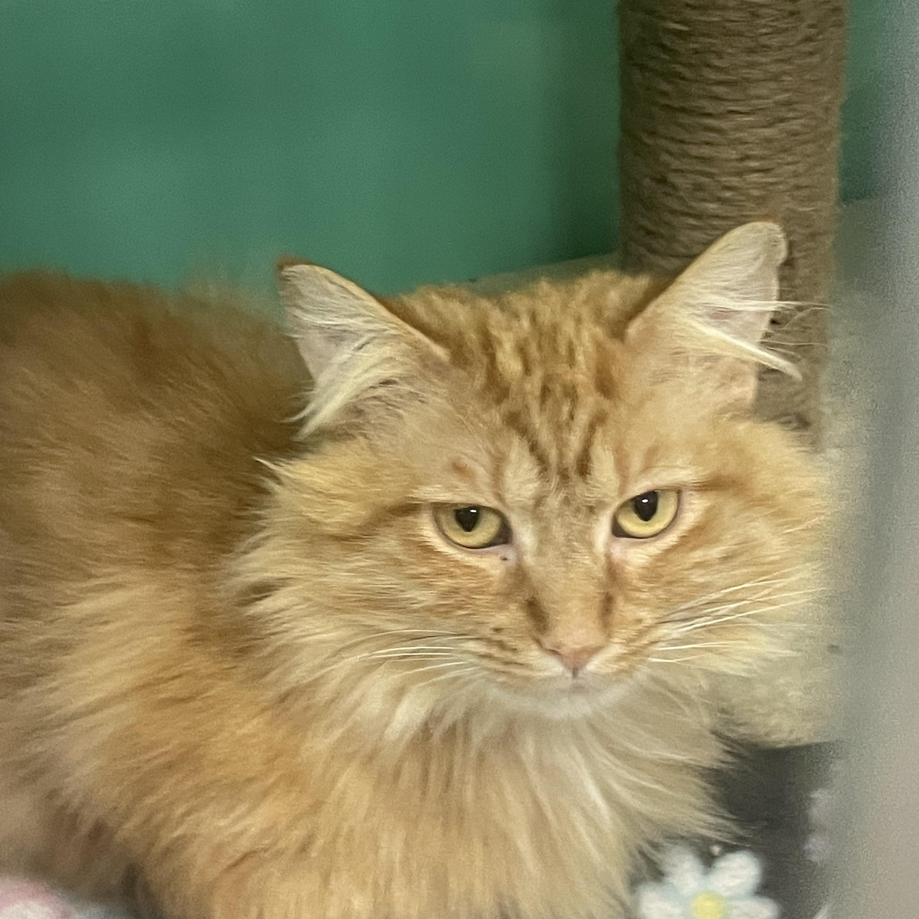 Enlarge Frankie, a Adopted Domestic Medium Hair in Holly, MI image 6/6