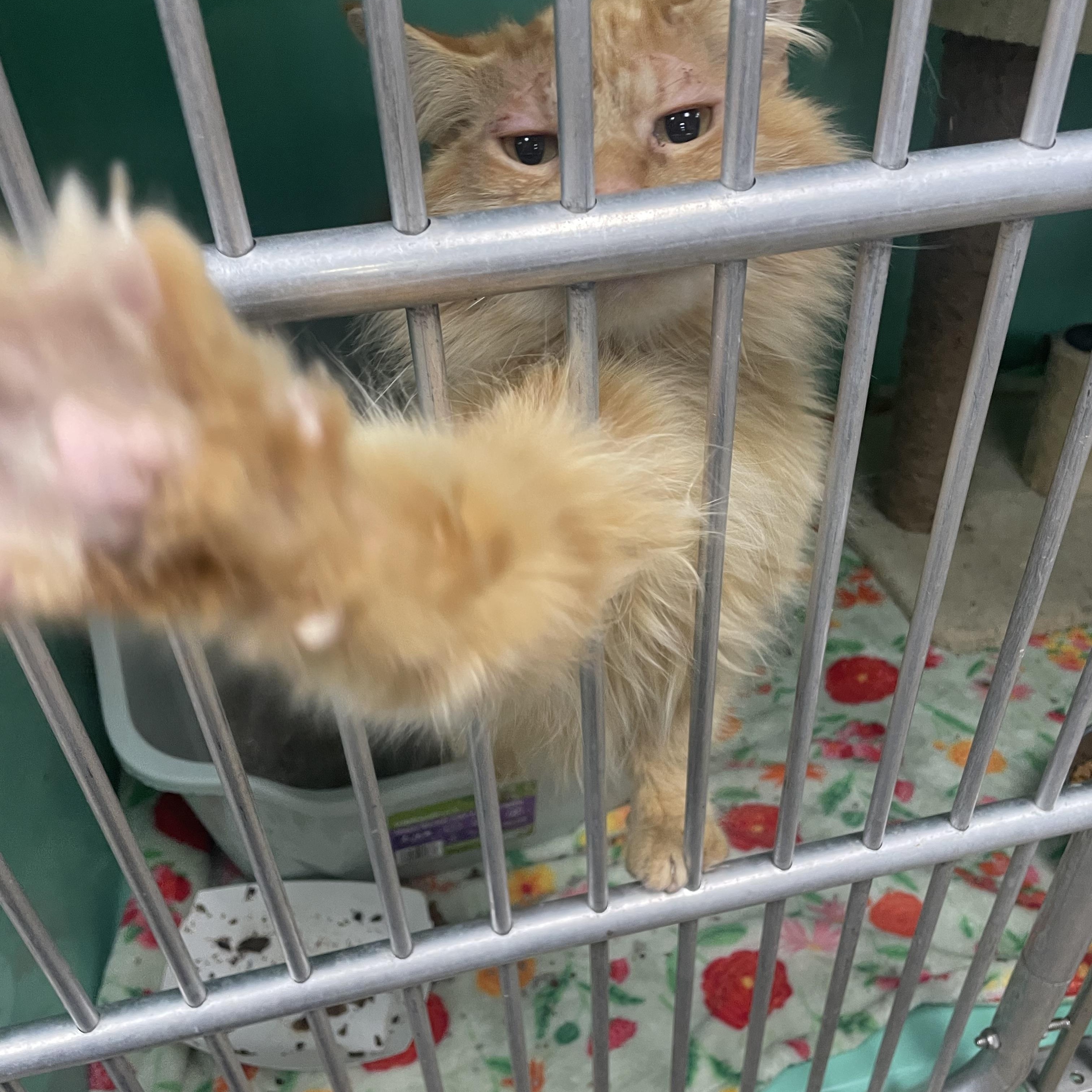 Enlarge Frankie, a Adopted Domestic Medium Hair in Holly, MI image 1/6