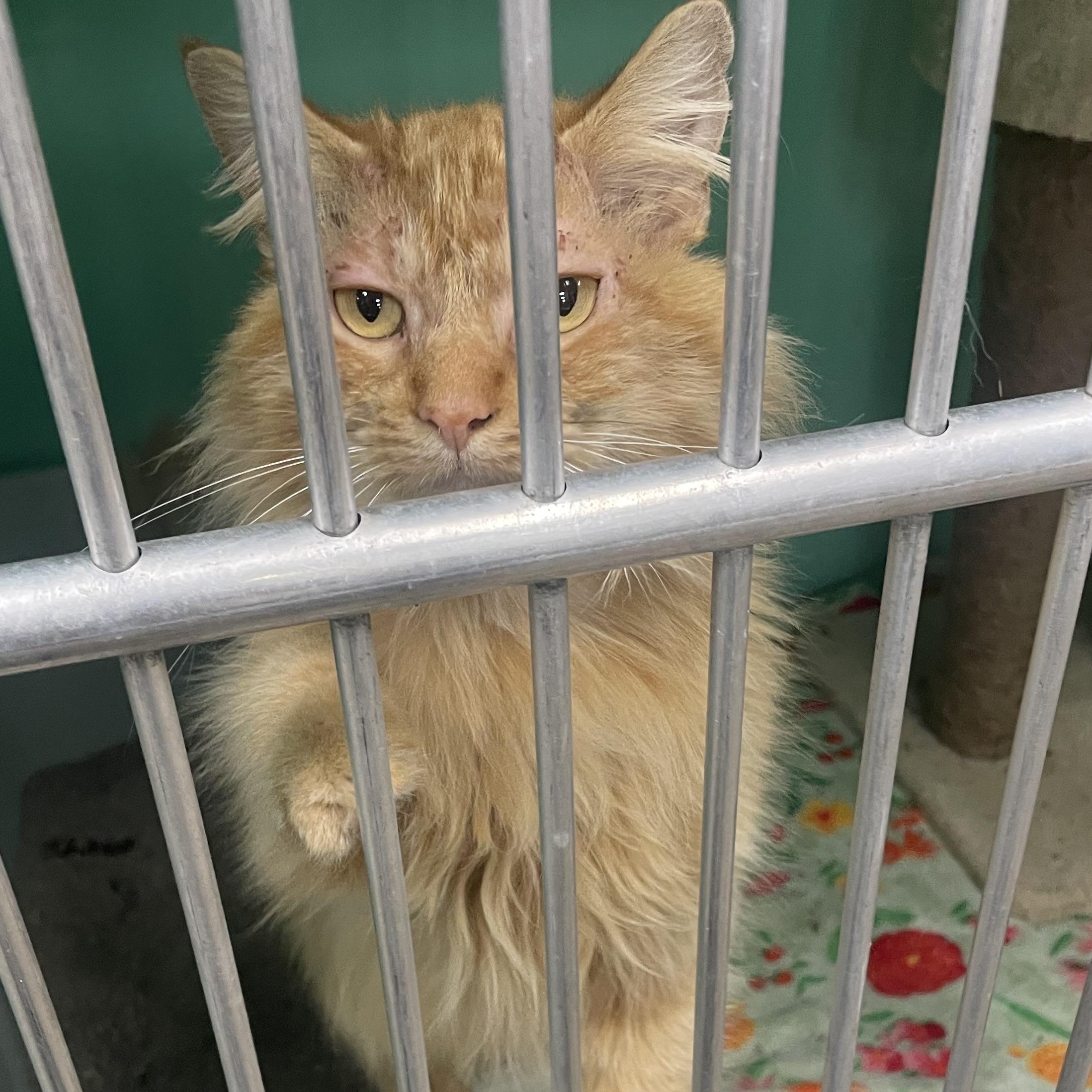 Enlarge Frankie, a Adopted Domestic Medium Hair in Holly, MI image 4/6